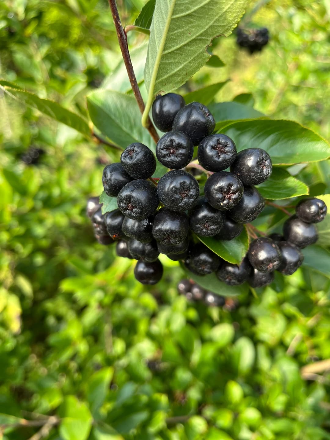 Aronia